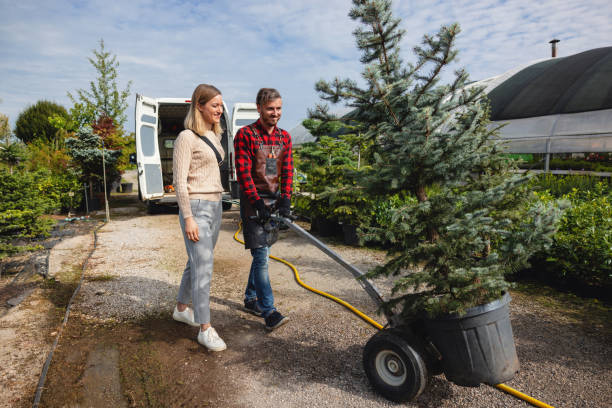 Best Tree Root Removal  in Hilltop, SC